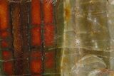 Stromatolite Slice - Pilbara, Australia ( Billion Years) #180151-1